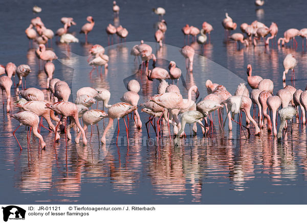 Kolonie Zwergflamingos / colonyof lesser flamingos / JR-01121